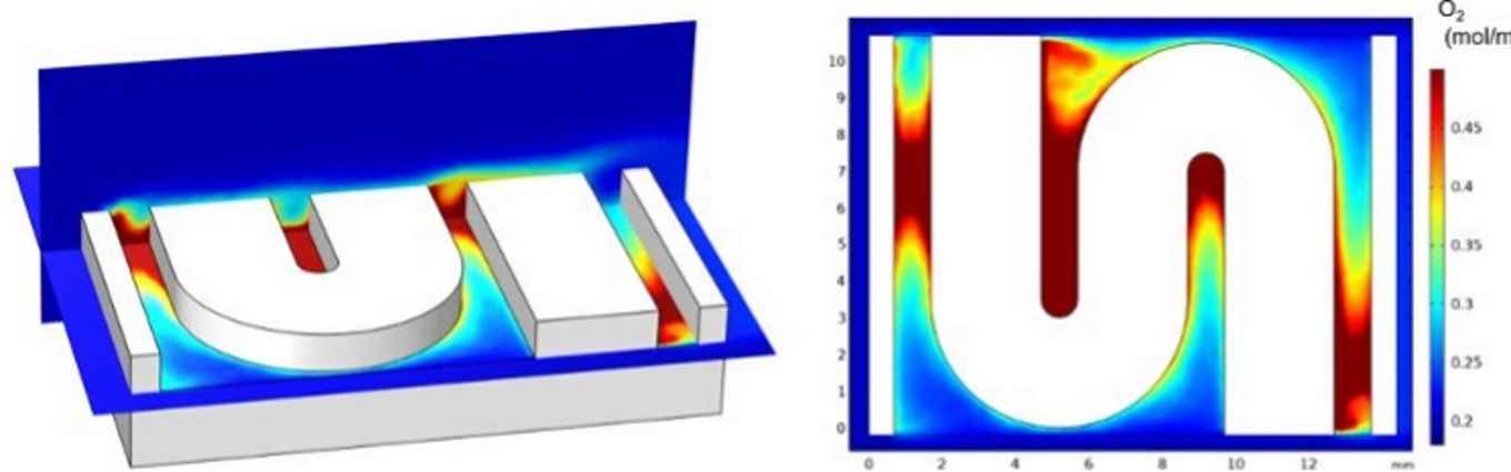 Simulation of the exchange of oxygen produced by photosynthesis of symbiotic  algae in the coral micro environment
