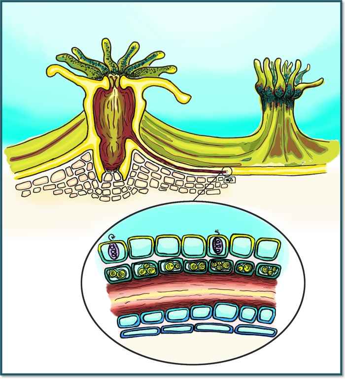 Fig 1. Diagram of coral polyps covering the coral skeleton. The deposition of calcium carbonate on top of the coral skeleton takes place in a thin layer of living tissue (see enlargement). Copyright Eva Deutekom