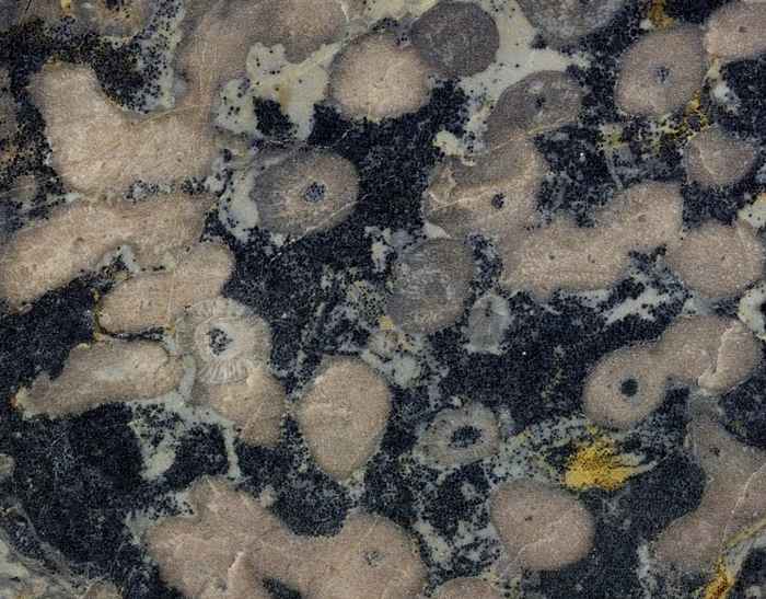 Sponge (Archaeocyatha) from a fossil reef  (Yukon, Canada)
